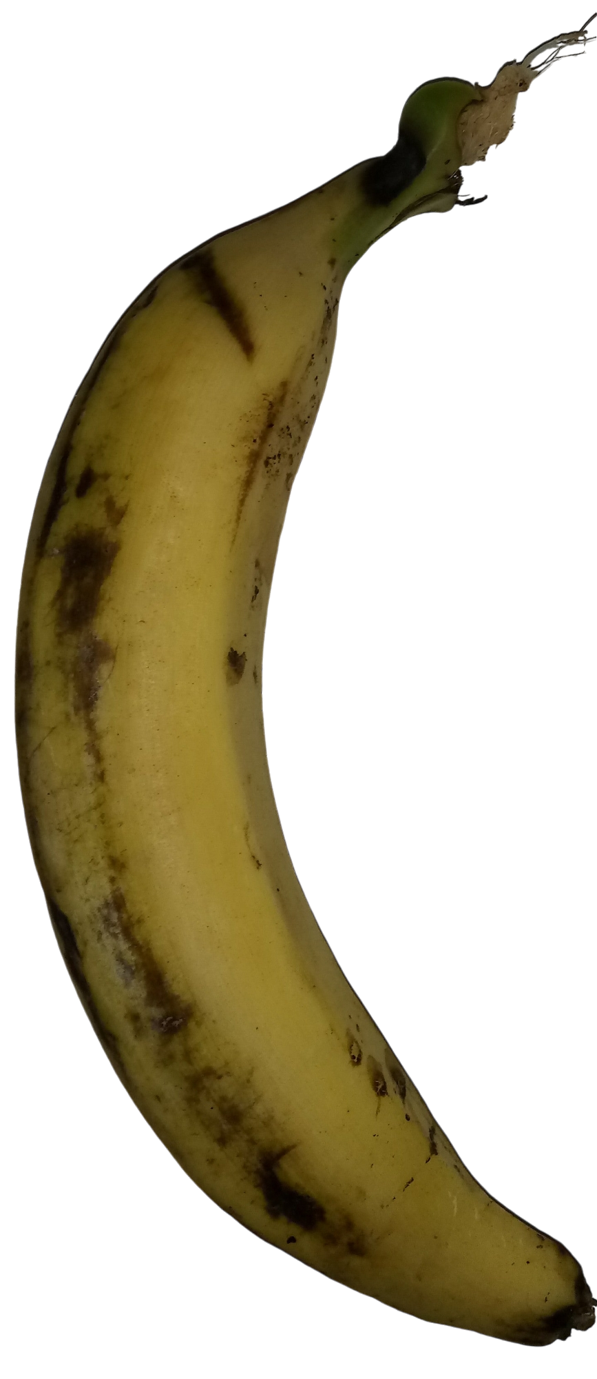 Platano